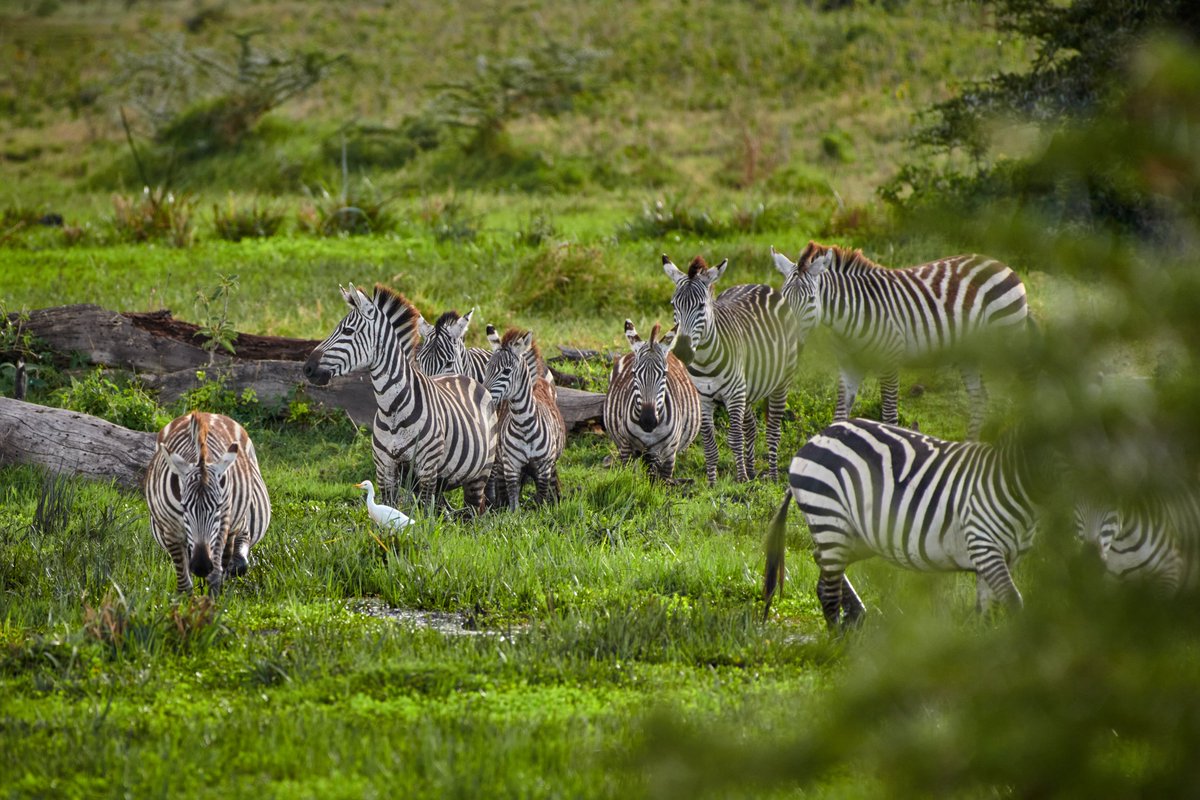 Crossing on the move | Ngorongoro | Tanzania
#wildlife #species #jawsafrica #africa #capturedinafrica #ngonrongoro #tanzaniasafari #zebra #safarilife