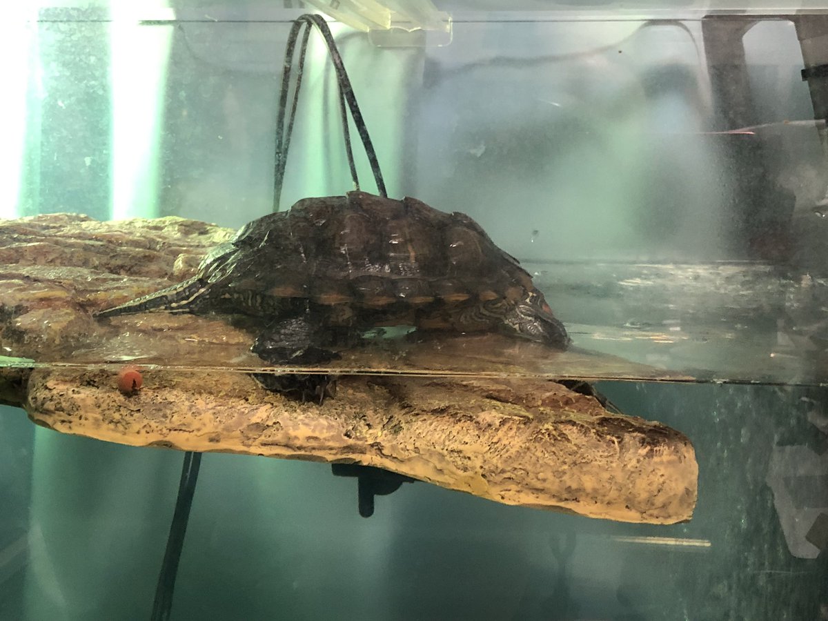 I just wanted to be closer to you, human… no… don’t look at me like that. 🏝️🐢
#strandedonadesertisland #needmyhooman #turtleproblems #betterfloatthannothing #movingfurniture #redearedslider #turtle