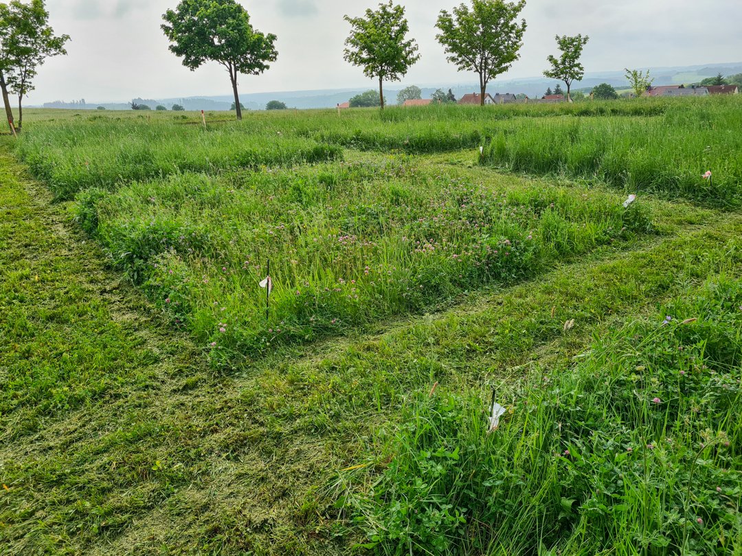 offenlandinfo's tweet photo. How can farmers' demands on biomass for hay production be reconciled with #restoration goals? And which plants can act as matrix species in climate-adapted high-diverse native seed mixtures?
👇
Read our latest publication by @SDullau
https://t.co/COMISYEgaq https://t.co/YbvacNhNPI