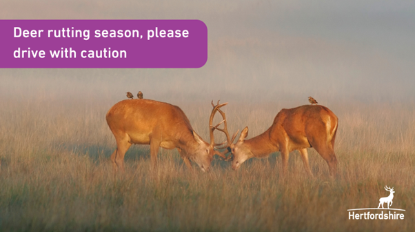 Herts_Highways's tweet photo. We're still in deer rutting season so please continue to drive with caution https://t.co/ocV86KTY1D