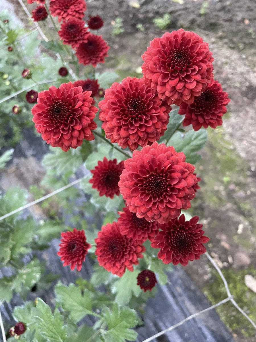 Late spray Chrysanth. 

Useful to pick for colour on late Autumn through early winter days. 

These were planted as plugs mid August

#Chrysanthaday
#GardeningTwitter #flowerphotography
#Flowers 

Chrysanthemum ‘Red Lexy’