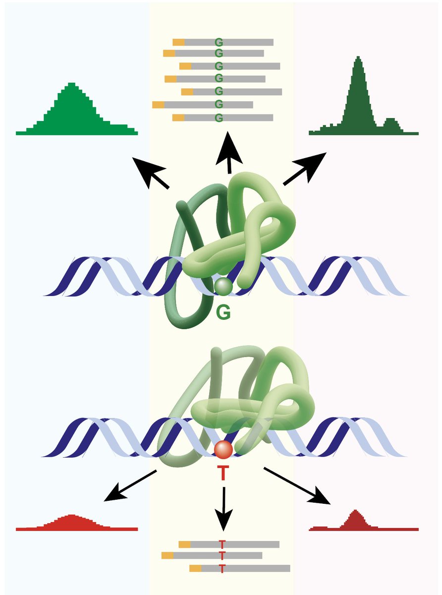 Wendy Bickmore (@wendy_bickmore) on Twitter photo Variant to function: are footprints and eRNAs the best pointer to functional non-coding genetic variants? <a href="/mrc_hgu/">MRC_HGU</a> <a href="/EdinUni_IGC/">Institute of Genetics and Cancer</a> <a href="/SimonBiddie/">Simon Biddie</a> @EliasFriman <a href="/WeykopfG/">Giovanna Weykopf</a> biorxiv.org/content/10.110⦠Variant to function: are footprints and eRNAs the best pointer to functional non-coding genetic variants? <a href="/mrc_hgu/">MRC_HGU</a> <a href="/EdinUni_IGC/">Institute of Genetics and Cancer</a> <a href="/SimonBiddie/">Simon Biddie</a> @EliasFriman <a href="/WeykopfG/">Giovanna Weykopf</a> biorxiv.org/content/10.110ā¦