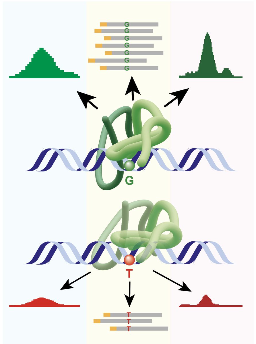 Variant to function: are footprints and eRNAs the best pointer to functional non-coding genetic variants? @mrc_hgu @EdinUni_IGC @SimonBiddie @EliasFriman @WeykopfG biorxiv.org/content/10.110…