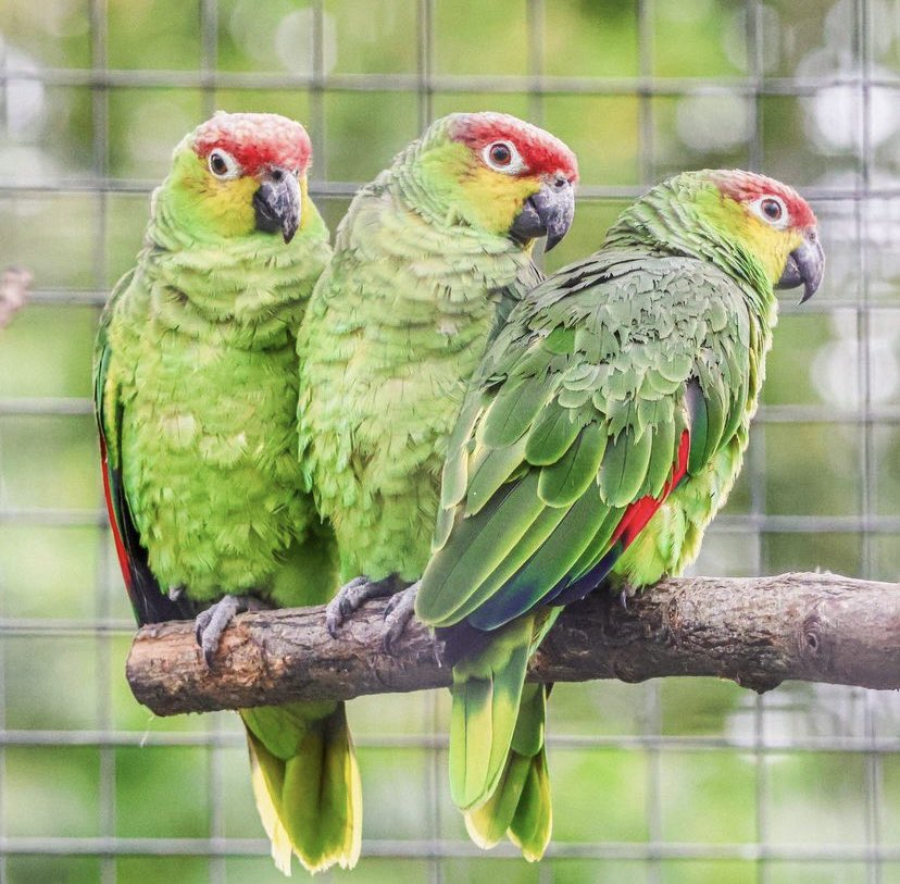 Becca (@beccabiddles) on Twitter photo #JobAlert <a href="/TwycrossZoo/">Twycross Zoo</a>
We’re looking for a Conservation Science Manager, to help deliver our organisation wide conservation strategy and develop our National Science and Conservation Centre.
Interested in working with me and a fab team?! Link in comments👇🏽get in touch! 🌎 🦧 #JobAlert <a href="/TwycrossZoo/">Twycross Zoo</a>
We’re looking for a Conservation Science Manager, to help deliver our organisation wide conservation strategy and develop our National Science and Conservation Centre.
Interested in working with me and a fab team?! Link in comments👇🏽get in touch! 🌎 🦧