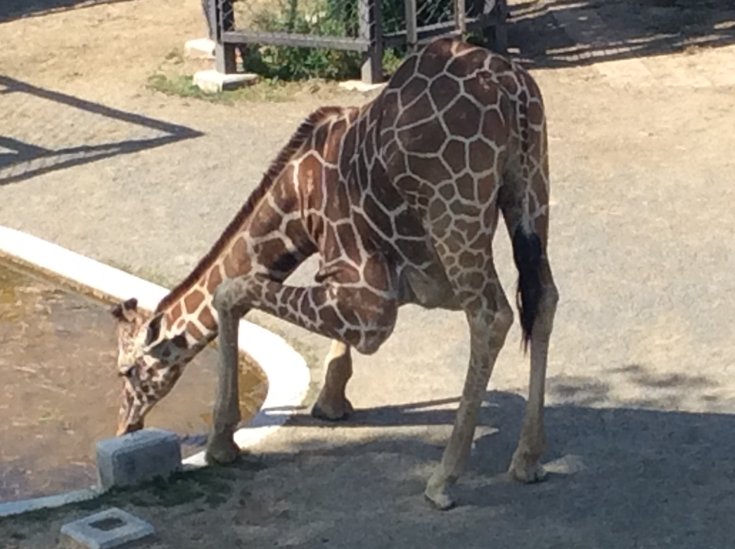 kyotoshidoubut1's tweet photo. あのね！どうして！？Q521-528更新しました。
https://t.co/SjQzn9ghSS

#京都市動物園 #kyotocityzoo #あのね #どうして #question #answer #レッサーパンダ #カメ #テナガザル #ヘビ #キリン #入園券 #redpanda #turtle #gibon #snake #giraffe #ticket https://t.co/jAA0bAfGSd