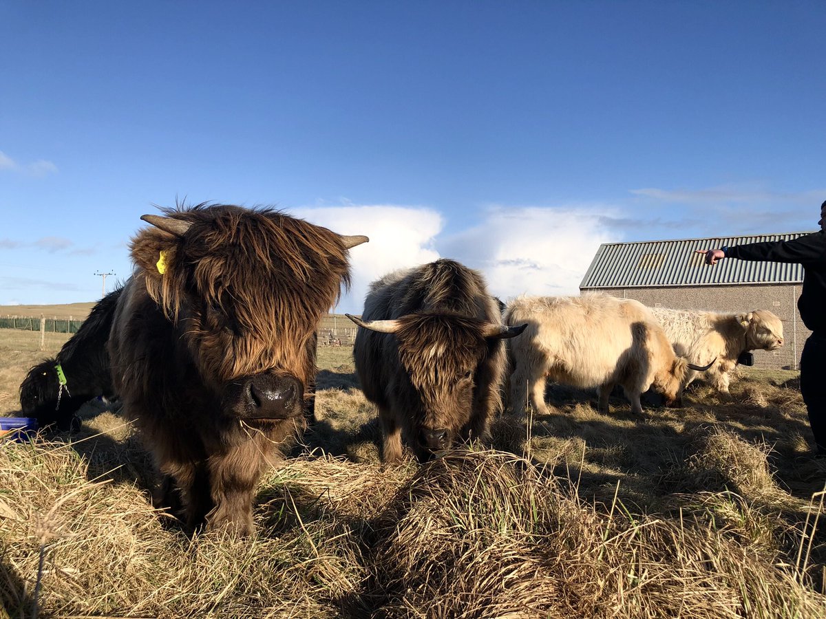 Congratulations also to these absolute stars for winning #NatureOfScotland Food and Farming Award highly commended as members of Corncrake Calling – Fenceless Grazing for Corncrakes and Crofters
(& to their manager @sweenyness 😜)