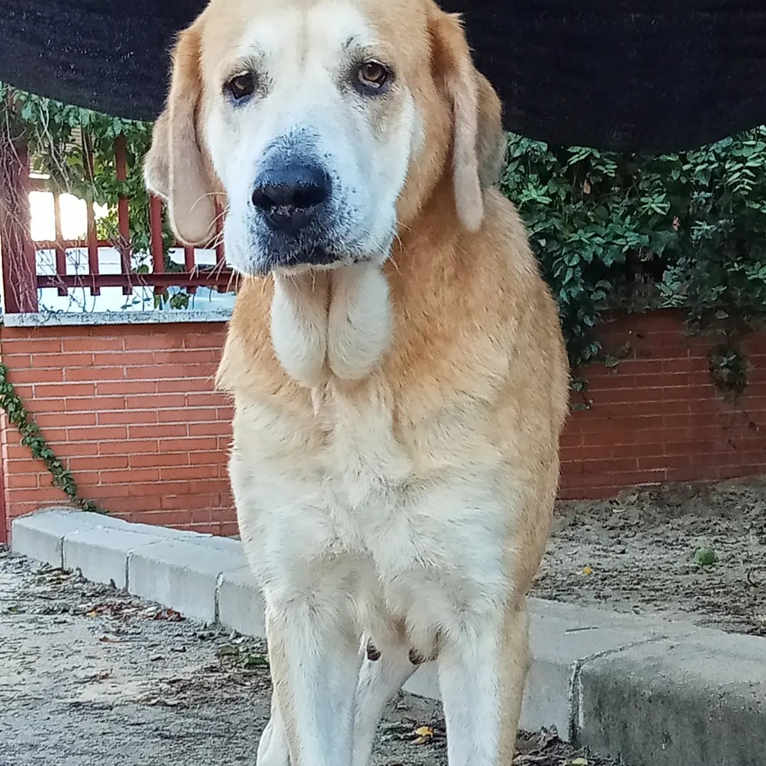 #Madrid
Maltratada, encadenada en una nave durante los 8 años que tiene.
Jamás nadie la quiso ni cuidó.
Le quitaron a sus bebes que debieron de ser muchísimos porque en tantos celos...

Miedo a los humanos, tanto que al principio si le hablas se queda petrificada, esperando que