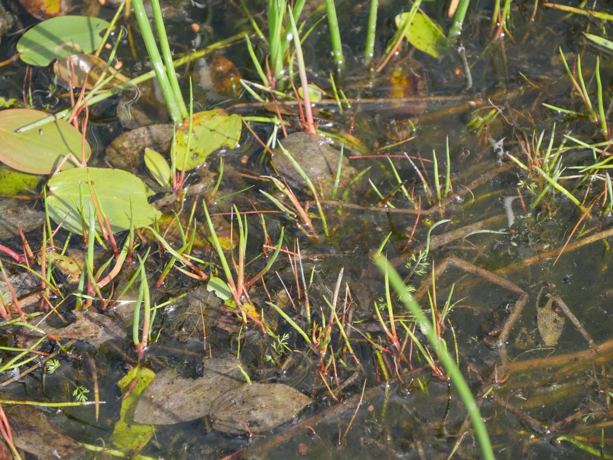 Mossy Earth tweet media