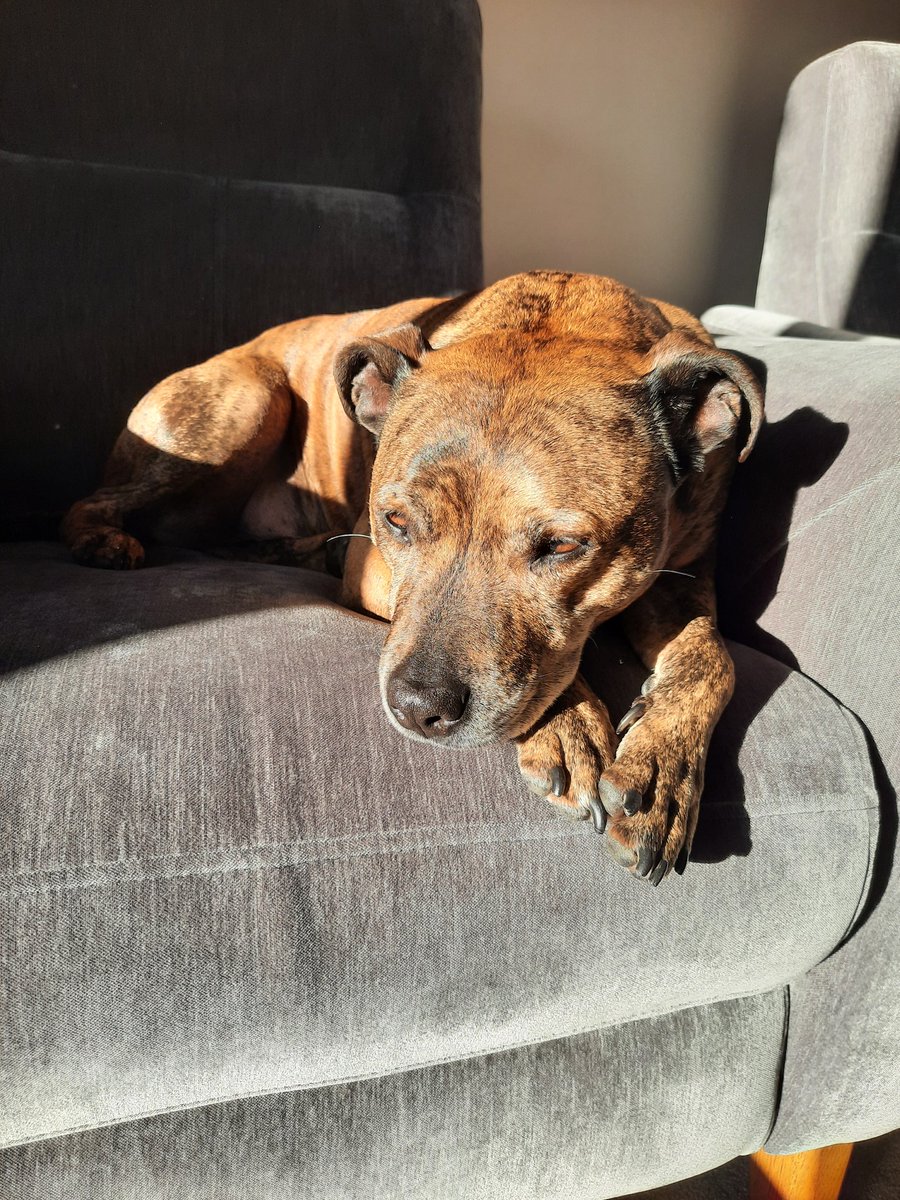 Liz Vara (@mrsvara) on Twitter photo Here's my co-worker doing what he does best...chilling in the morning sunshine 🌞 whilst I'm cracking on with my work. Got to love a Staffie ❤️ <a href="/GravitasHR/">Gravitas HR</a> #AdoptDontBuy #hrconsultants #hybridworking Here's my co-worker doing what he does best...chilling in the morning sunshine 🌞 whilst I'm cracking on with my work. Got to love a Staffie ❤️ <a href="/GravitasHR/">Gravitas HR</a> #AdoptDontBuy #hrconsultants #hybridworking