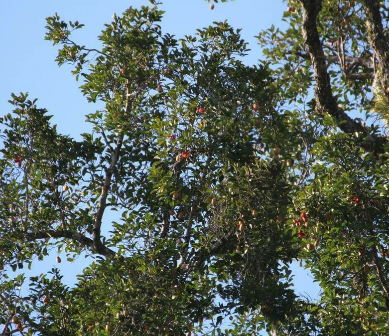 Gonystylus bancanus or the ramin tree, plays a vital role in the RER #ecosystem. Did you know that it's listed as Critically Endangered (CR) by the #IUCN? 

At RER, we're dedicated to the #conservation of the ecosystem, including this essential species.

#worldtreeday