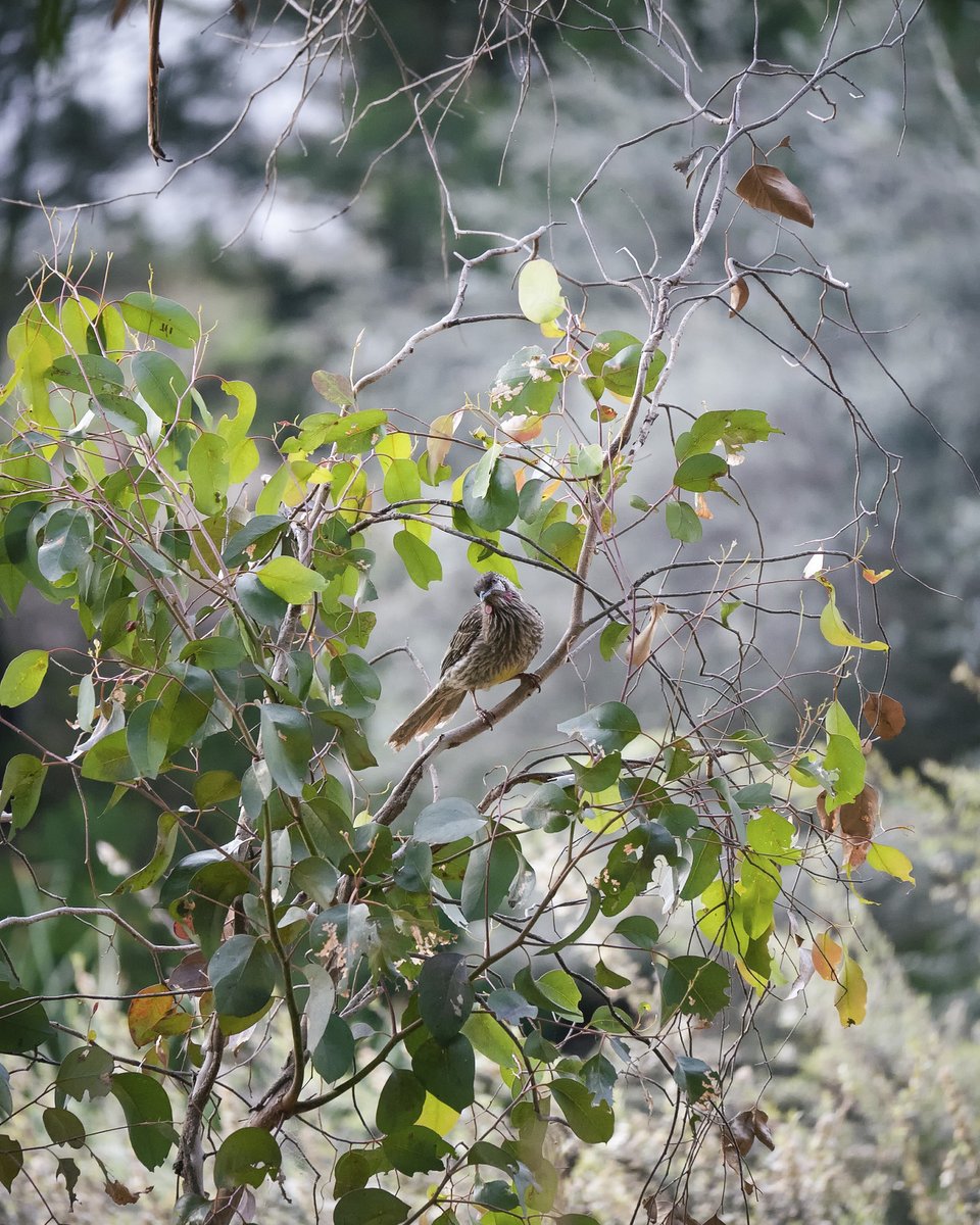 ChibimaruG's tweet photo. 絶対ポーズ撮ってる!あざと可愛いやつだ!
#birdphotography #野鳥 #野鳥撮影 #アカミミダレミツスイ #redwattlebird https://t.co/R9OYq02Fer