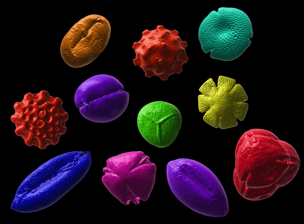 CUBioimagingHub's tweet photo. Our #3Dpollenlibrary @NIH3D now has 💯#3Dmodels of #pollen grains & spores 🎉🥳 https://t.co/Rc2OusdQt7
Recent examples from our ongoing collaboration with
@Heather_Pardoe at Amgueddfa Cymru, National Museum Wales @CardiffCurator: https://t.co/KBB014yPGs