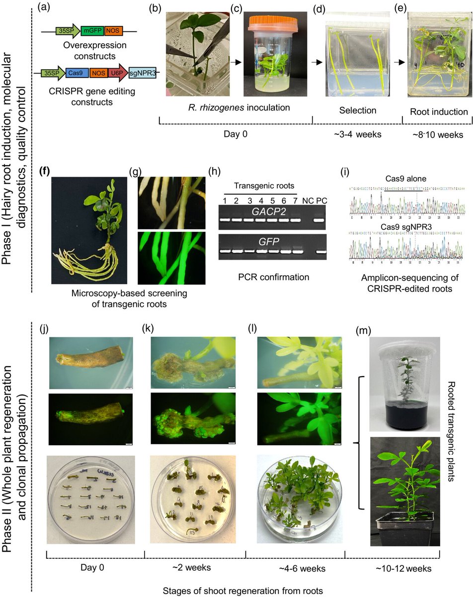 Multiplies disease-resistant citrus plants using “Rhizobium rhizogenes-mediated hairy root induction” is under development. 
onlinelibrary.wiley.com/doi/10.1111/pb…