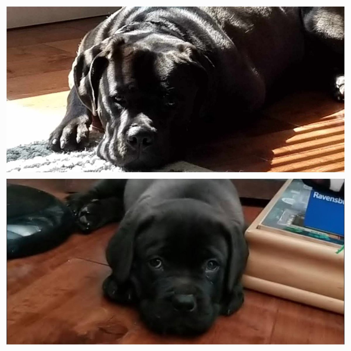 WendyBr77428471's tweet photo. 30 months #littleman #charliemonster 🐾🥰 https://t.co/mHNSisEd42