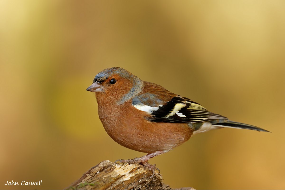 Notice more chaffinches in your garden? They might not be local! Wendy talks more about these bachelor birds in her blog 👇 worcswildlifetrust.co.uk/blog/seasonal-…