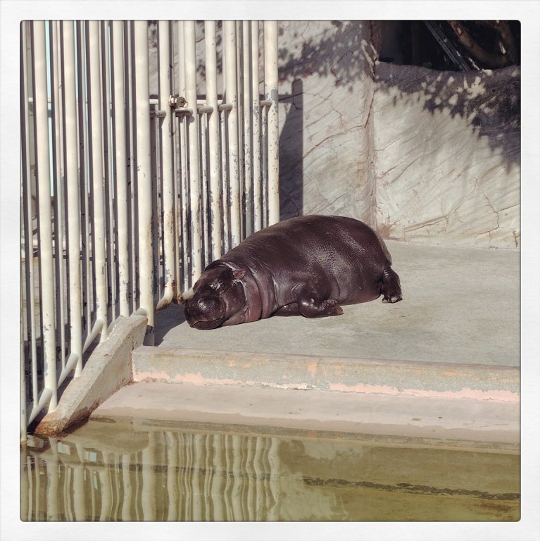 お客さんにチケットをもらったので、何十年かぷりに東山動植物園に行ってきた〜。コアラが全然こっち向いてくれへんかった💦 