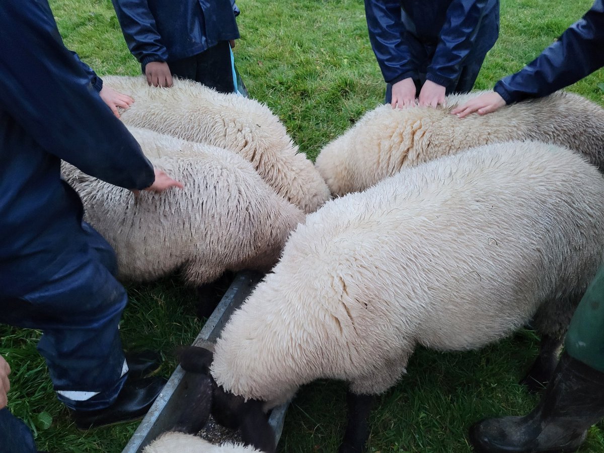 Goodrich School (@goodrich_school) on Twitter photo In the child versus lamb run up the hill, it was 1-0 to the lambs. In their defense, we'd just finish eating another huge lunch. These friendly lambs let the children get an understanding of how amazing wool is for warmth and protection in the elements <a href="/Nethercott_FFCC/">Nethercott House - Farms for City Children</a> #farmfam In the child versus lamb run up the hill, it was 1-0 to the lambs. In their defense, we'd just finish eating another huge lunch. These friendly lambs let the children get an understanding of how amazing wool is for warmth and protection in the elements <a href="/Nethercott_FFCC/">Nethercott House - Farms for City Children</a> #farmfam