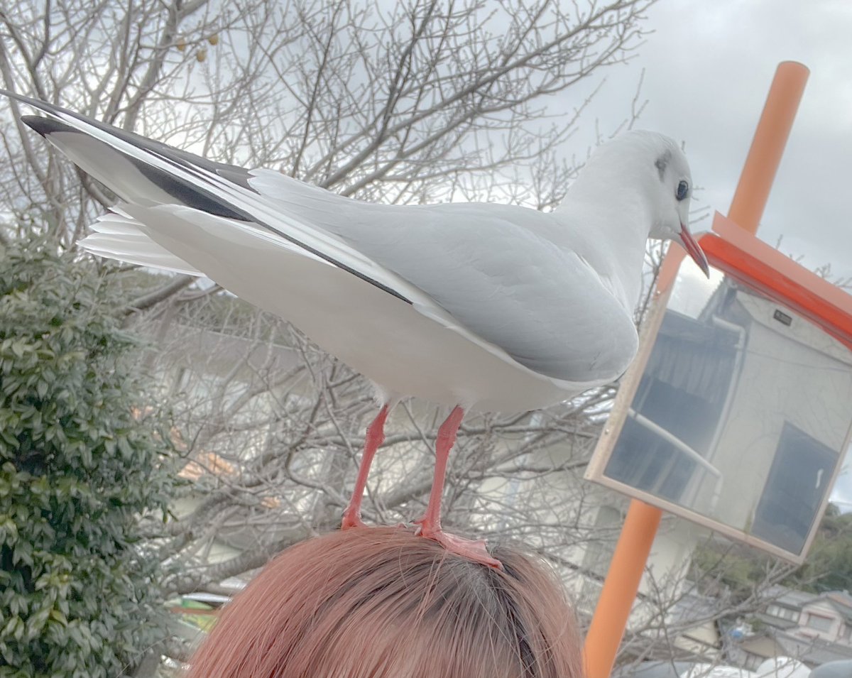 popohu0's tweet photo. この無人駅、カモメが来すぎている。
ルックスがいい。並んでかわいい。
何食わぬ顔で頭に乗ってくる。好き。 https://t.co/D6nmvMsOcB
