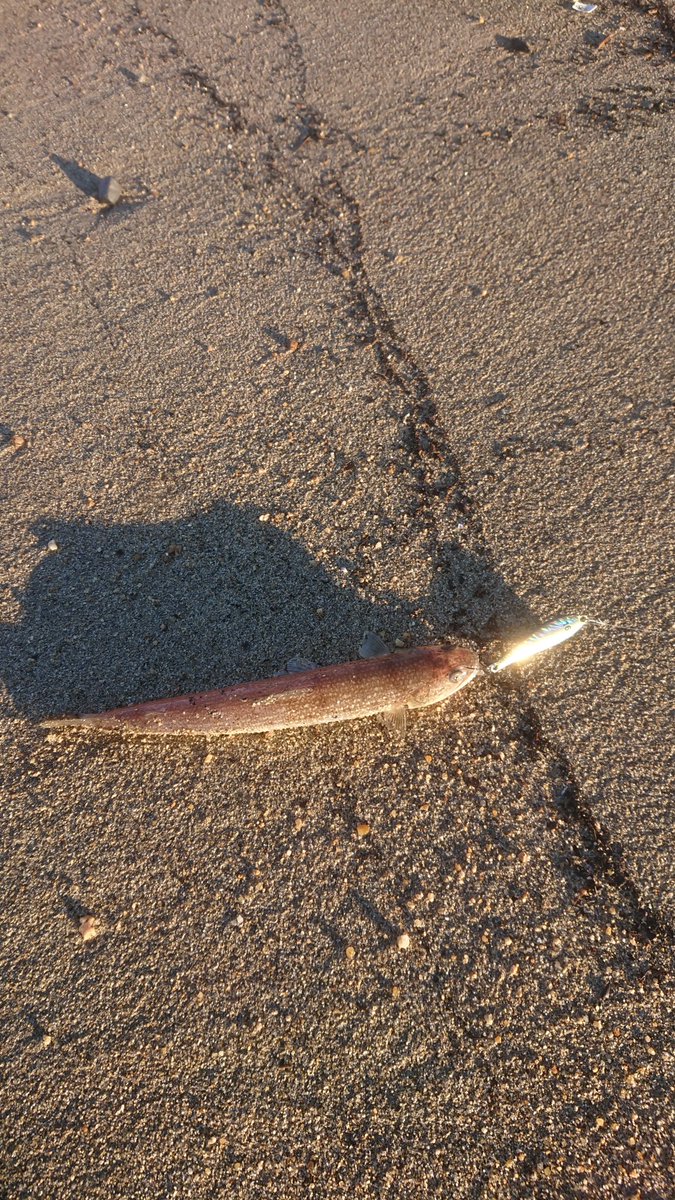 ＭＫＣ tweet media