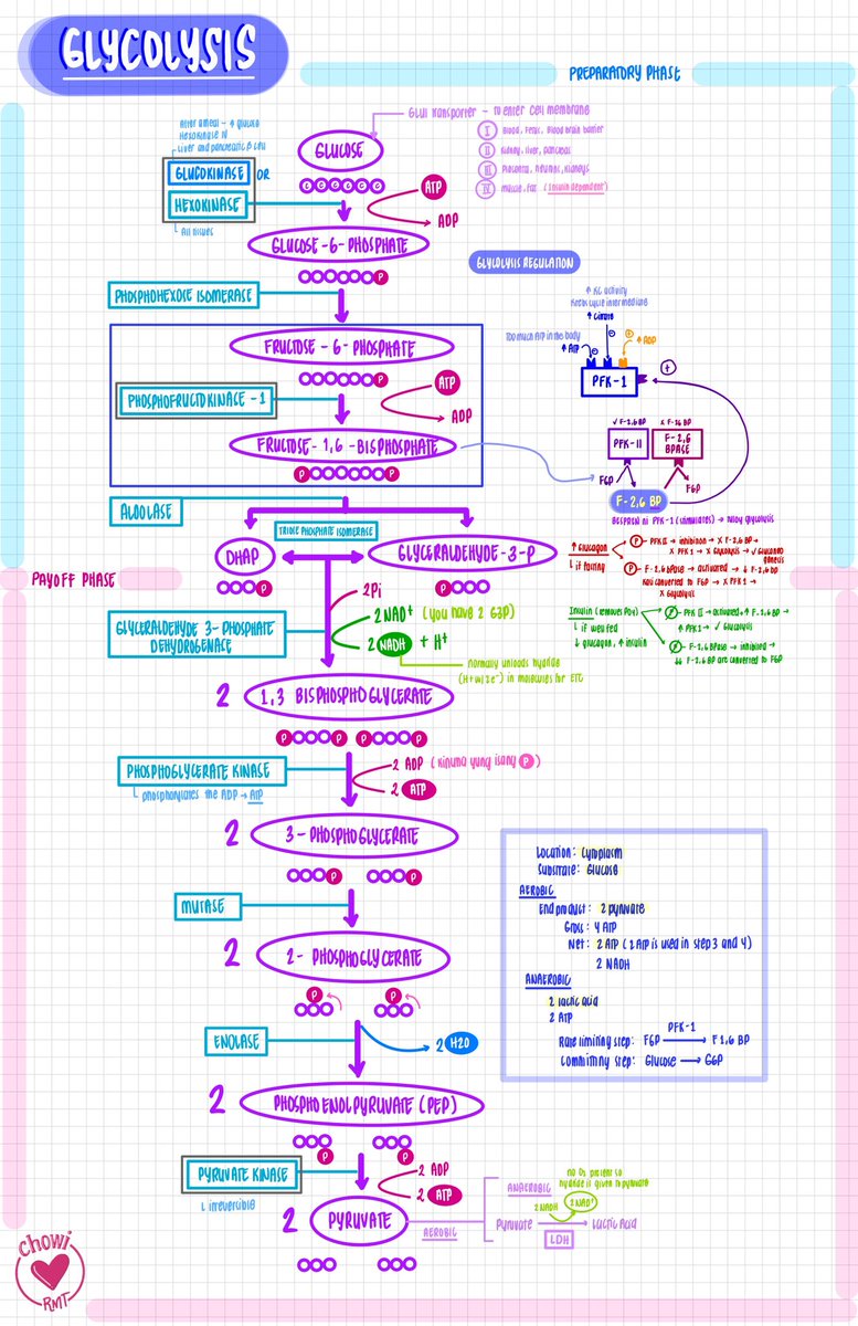 joietoyourworld's tweet photo. GLYCOLYSIS 🧪
#ChewyMDNotes https://t.co/E9qhHAqFQy