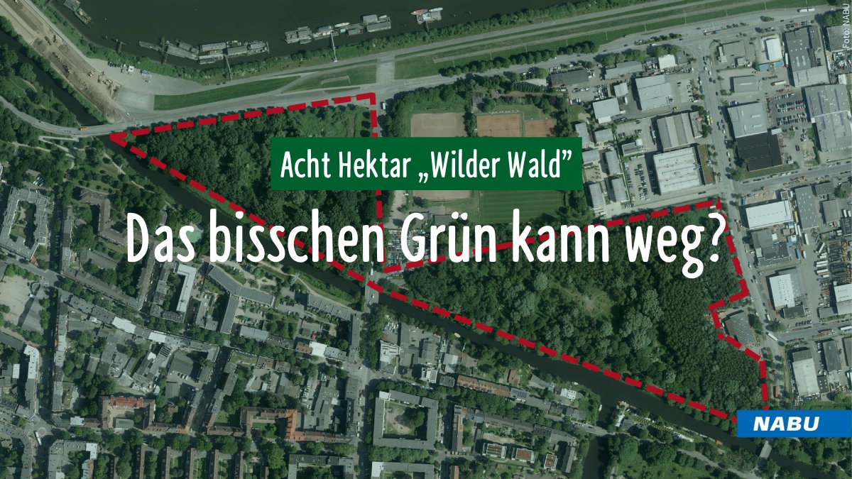 Flächenfraß bundesweit. In Hamburg sollen 8 Hektar Wald für ein Neubaugebiet gerodet werden. Dabei will die Stadt eigentlich 7 Hektar neuen Wald pflanzen. Dafür findet sie aber keine geeigneten Flächen🤨 Rettet den Wilden Wald👉nabu.de/wilderwald <a href="/NABU_Hamburg/">NABU Hamburg e.V.</a>