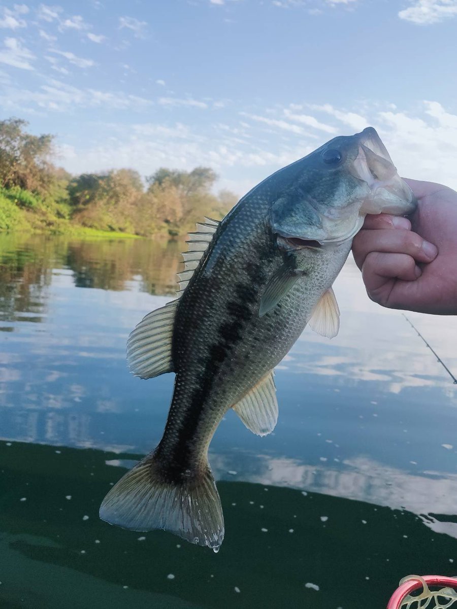 kawatoblack's tweet image. シーズン終盤のいつもの川へ
シャローから魚っけが失われててディープをこちょこちょとシャッドを引きたくってどうにか２本

年内最後のバスになりませんように

#osp
#highcut
#レッグワーム