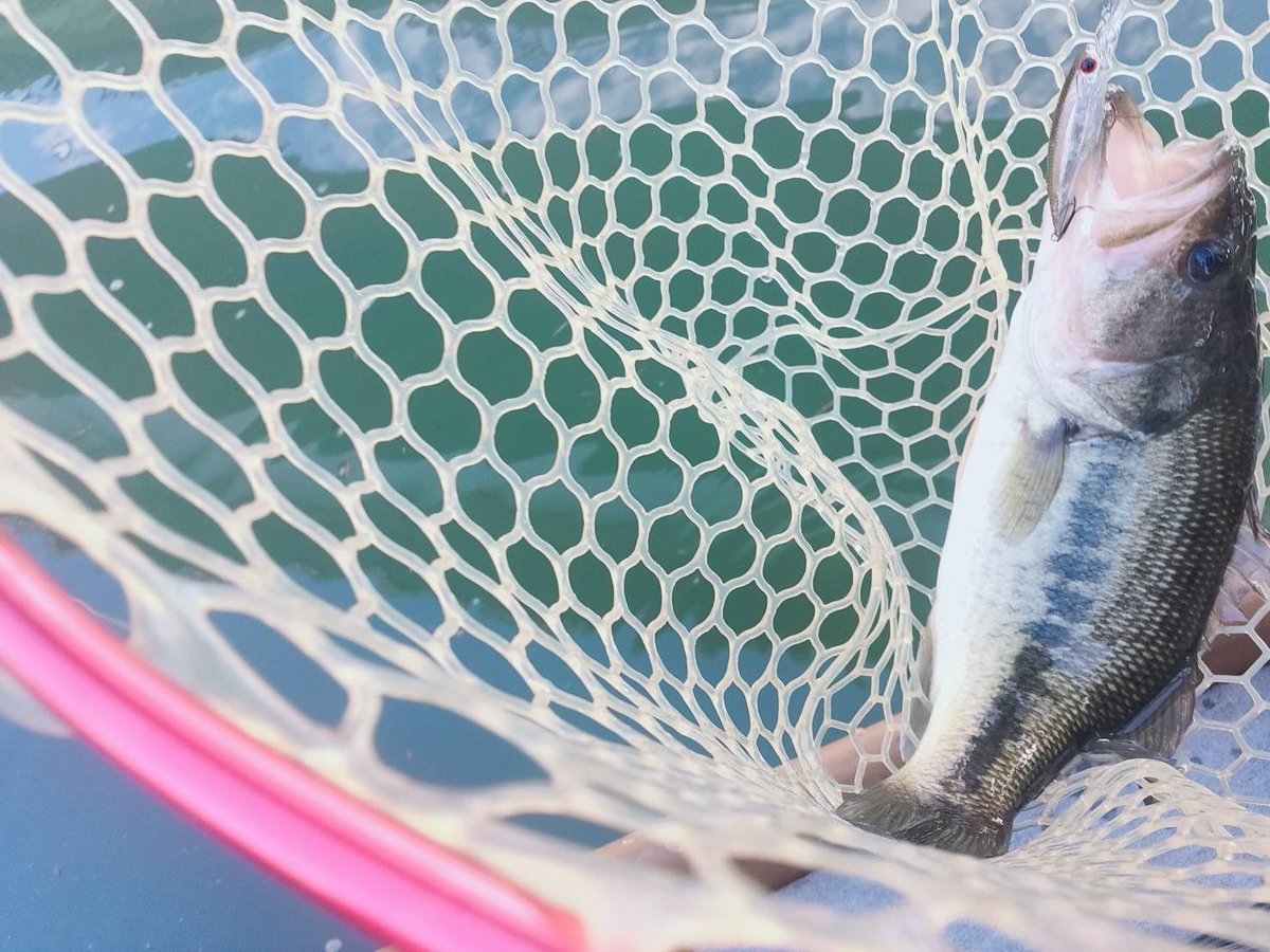 kawatoblack's tweet image. シーズン終盤のいつもの川へ
シャローから魚っけが失われててディープをこちょこちょとシャッドを引きたくってどうにか２本

年内最後のバスになりませんように

#osp
#highcut
#レッグワーム