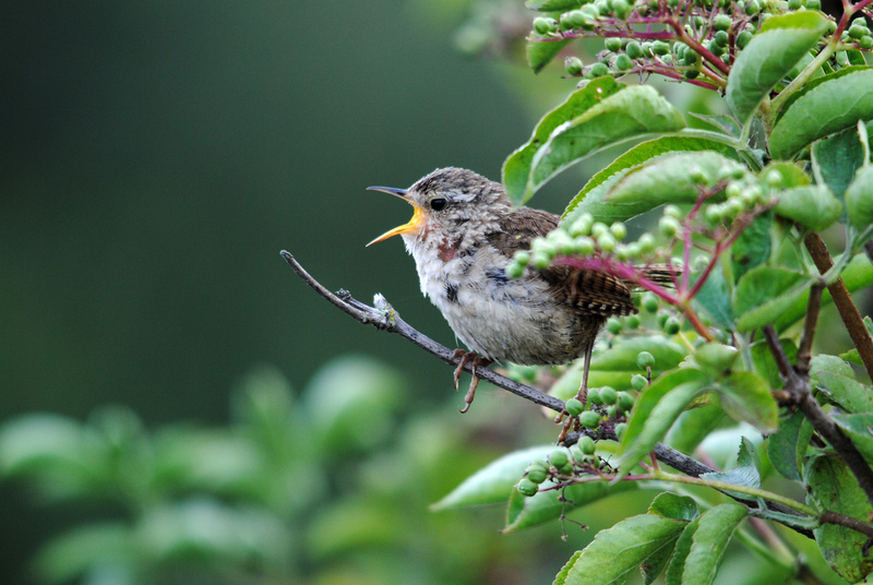 We're going to share some good news stories from this year in the coming weeks. Firstly, congrats to <a href="/SxBRC/">Sussex Biodiversity</a> &amp; everyone who both contributes records &amp; verifies them, for their 11 millionth record - a Jenny Wren, in Hastings!
📷 Amy Lewis
sussexwildlifetrust.org.uk/news/11-millio…
