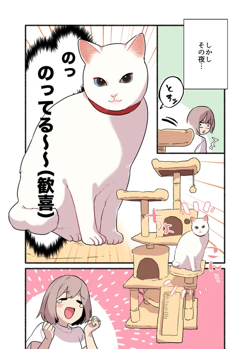 キャットタワーに勝った話(2/2)#漫画が読めるハッシュタグ#愛されたがりの白猫ミコさん 