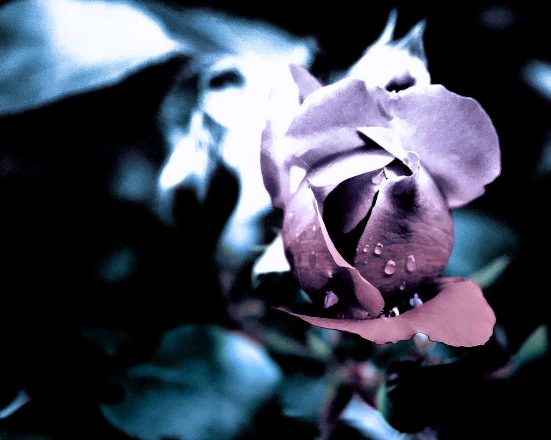 cameraShonan's tweet photo. 引き続き���薇写真です。薔薇いいですね～何度とっても撮り飽きないです😆　もうずっと薔薇の季節だったらいいのに

#薔薇 #花の写真を撮るのが好き #花が好き #花撮り人 #花の写真 #花好きな人と繋がりたい #TLを花で一杯にしよう https://t.co/ugjkqj1kiD