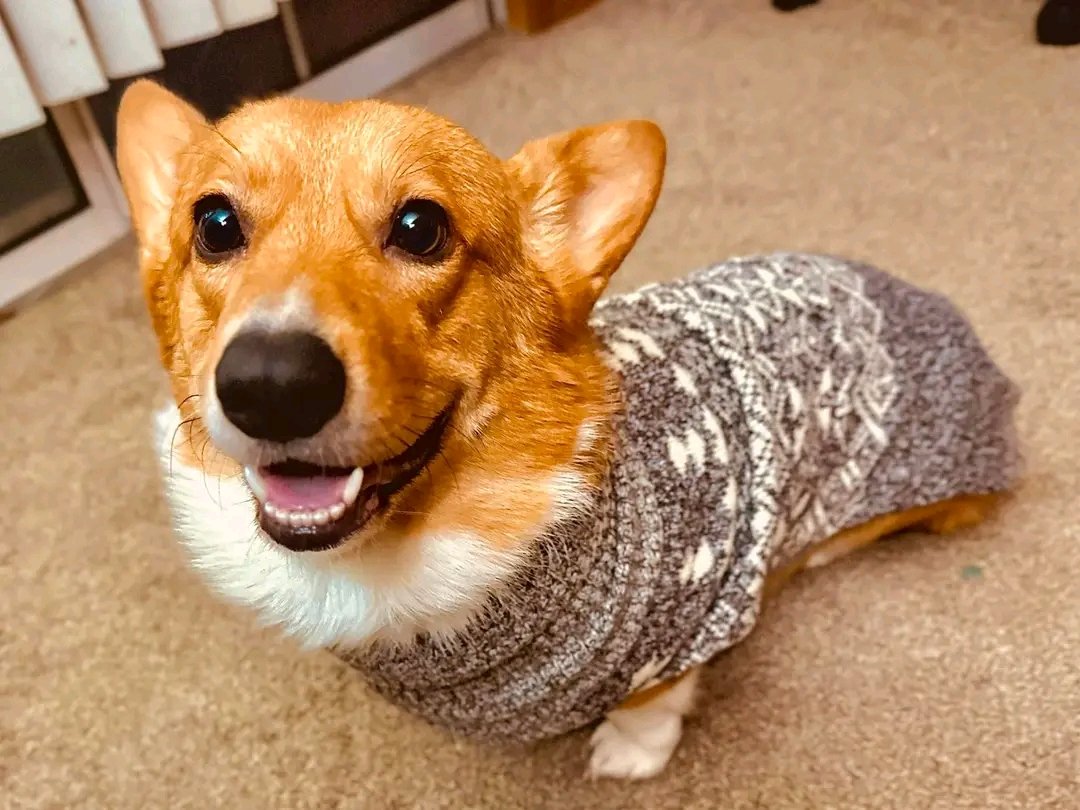 mycorgiunity tweet picture