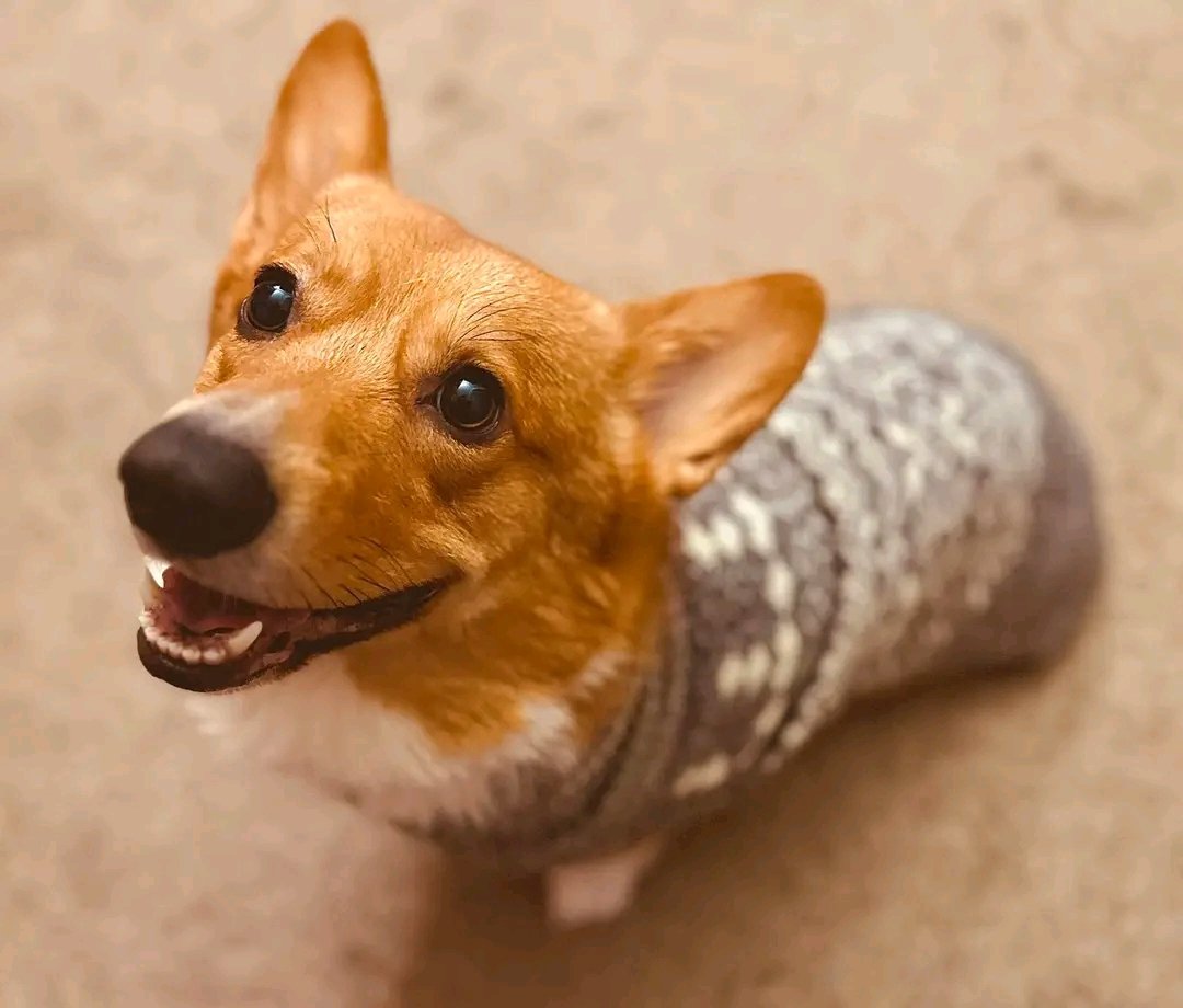 MISO BOI IN A PROFESSOR SWEATERRRR😭❤️🍂🍁🐾