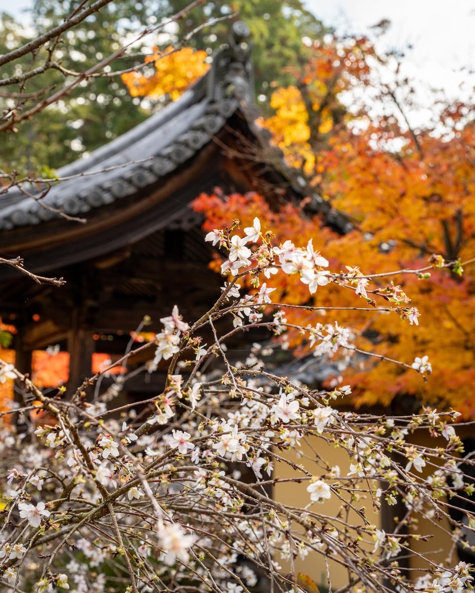 よっちゃん (@Yoshi_1966_K) / Posts / X