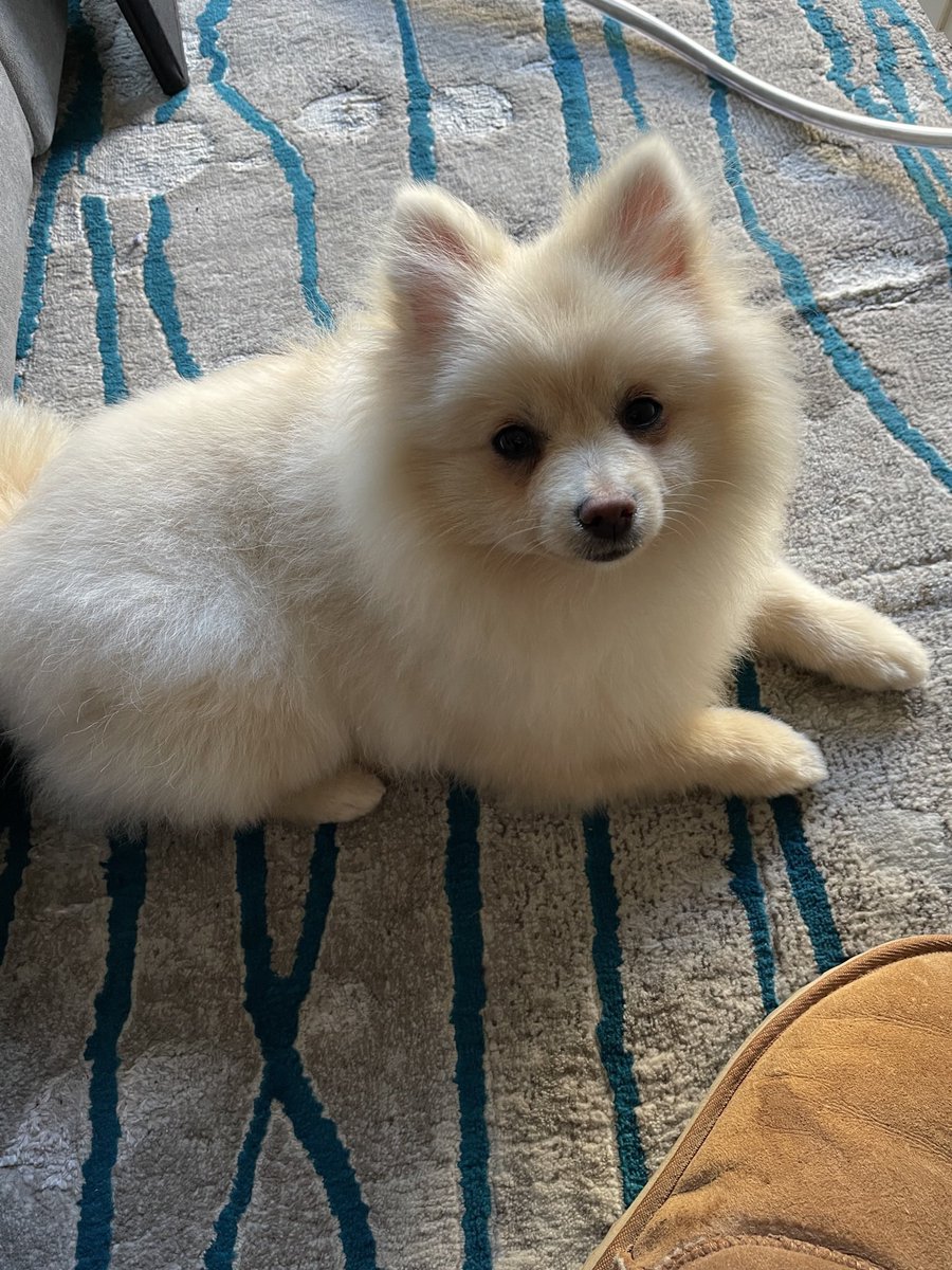 kylievision's tweet photo. Does anyone have advice for pet insurance for a Pomeranian rescue puppy?? I would love any tips/experiences positive or negative to help me make the right choice. @PomeranianProbs #petinsurance #pomeranian #melbournepuppy #puppies #helpplease #pomeranianinsurance #pomeranians https://t.co/D1Dli7BBmJ
