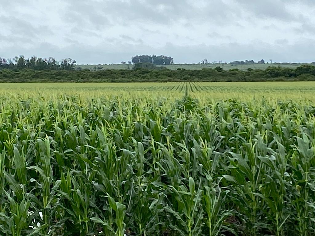 Acompañando al grupo de regadores del norte en una muy interesante recorrida de cultivos

Buscando opciones productivas para diversificar riesgo en el norte

 Intercambio técnico con el equipo de <a href="/NideraSemillas/">Nidera Semillas</a>, <a href="/andresnogueira7/">Andrés Nogueira</a> y Osvaldo Pérez Bur