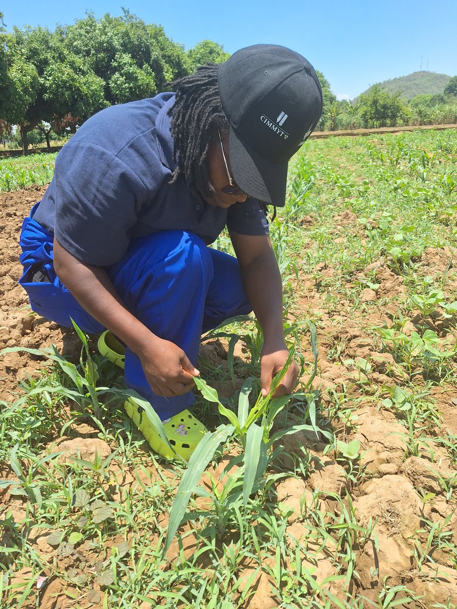 Scouting for #FAW in process!

The #FallArmyWorm activity is hands on deck with trials set across the #Manicaland district. Timely scouting, detection of pupae and preparing for targeted spraying with biopesticide (Fawligen) is underway.

Let's act now and save our harvests!