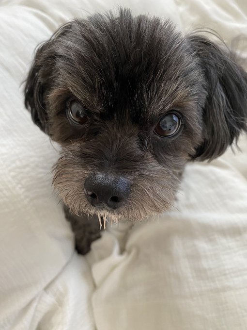 最近うちの子の膀胱結石の石がオシッコでよく出る。これで少なくなってくれると嬉しいなぁ😊❤️ https://t.co/EAVUlWJNF4<a href="/tag/%E3%82%8F%E3%82%93%E3%82%8F%E3%82%93%E3%82%8F%E3%82%93%E3%81%AE%E6%97%A5"class="tags"><span>#わんわんわんの日</span></a>