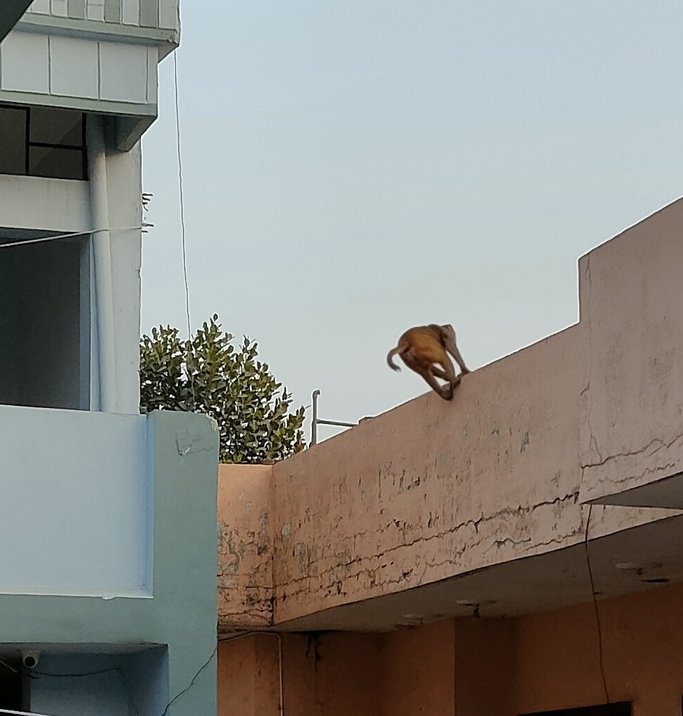 aryantkm's tweet photo. When will the government take action when some mishappening takes place?
My place Buria, Yamunanagar has become a hub of these deadly &amp; wild monkeys. There are more than 30 monkeys creating havoc in the area &amp; authorities are sleeping
@mlkhattar @ForestHaryana @HaryanaAnd @moefcc https://t.co/wEP2a9R2EZ