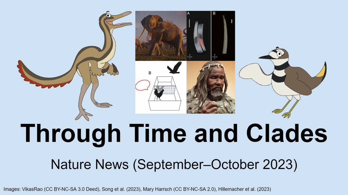 New episode of <a href="/TimeAndClades/">Through Time and Clades</a>! <a href="/KilldeerCheer/">Joan Turmelle (she/her) 🏳️‍⚧️</a> and I discuss elephant evolution, mollusk phylogeny, early human environments, and chicken self awareness.  youtube.com/watch?v=7-ZYxc…