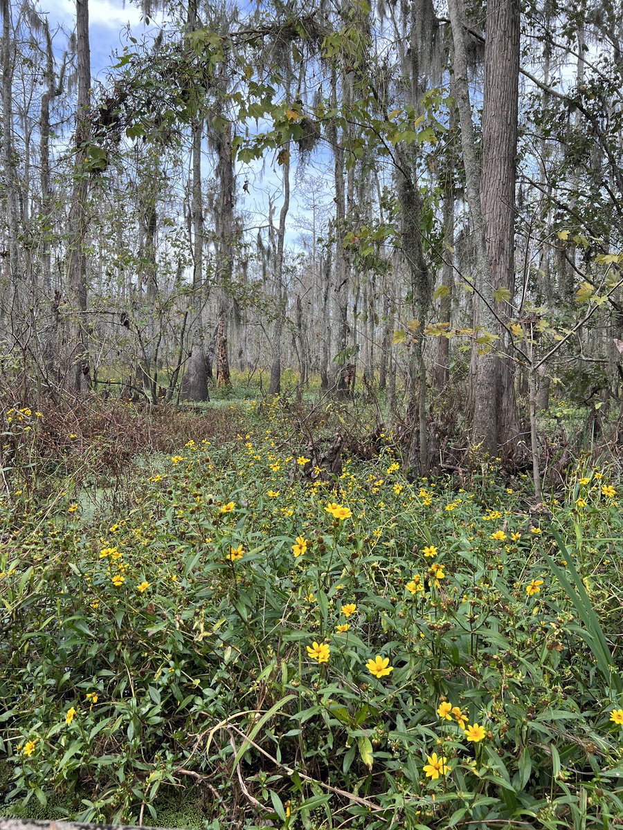 🤩🥳 A day of Swamp filled Southern Sunflowers 🌻.  Good morning ☀️ World 🗺️ We headed to Nature 🍃 for the day.  Time to disconnect. 🌲 I hope 🤞 your day is full of magic 🪄 #Thanksgiving #friends #FamilyGatherings #darkgoddesscollection