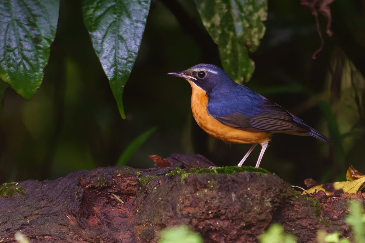 ShivaJmc12's tweet photo. The blue gem in its habitat wow!😮
The #Indianbluerobin (#Larvivorabrunnea ) is a small bird found in the Indian Subcontinent. Formerly considered a thrush, it is now considered one of the Old World flycatchers in the family Muscicapidae. It was earlier also called the Indian blue chat. It is migratory, breeding in the forests along the #Himalayas of #Nepal, #India, #Myanmar and #Bangladesh. They winter in the hill forests of the Western Ghats of #India and in #SriLanka.
@pargaien @UKNikon #indiaves @Natures_Voice #ThePhotoHour #BBCWildlifePOTD @AnimalPlanet @DiscoverKorea_ @WildlifeMag @NikonUSA @NatGeoIndia @BBCEarth #birds #BirdsOfTwitter #nikoncreators @BBC #birder @DiscoverMag #birdsofindia #wildlife #birding #photooftheday #Wikipedia @WWFINDIA @AMNH @eswargummalla