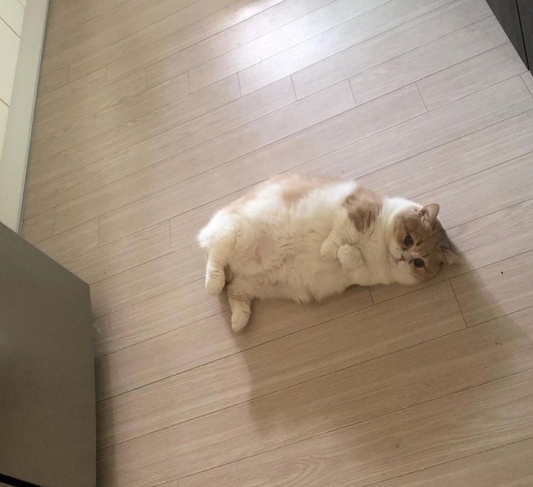 cute cat videos tweet media