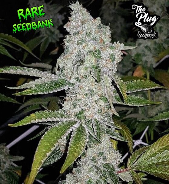 🌿 El Chapo Female Cannabis Seeds by The Plug Seedbank🌱 

Now available at <a href="/RareSeedBank/">Rare SeedBank</a> 

Famed for its explosive terpene profile and potent high, El Chapo stands as Sour Genetics’ iconic creation, originating in North London under the moniker ‘pheno #1′ within the Sour circle.