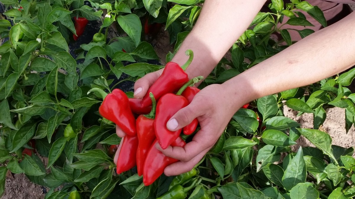 IntiaSa's tweet image. #INTIA registrará una variedad de #pimiento del #piquillo 'que no pica'.

En la finca de #Cadreita se han multiplicado y conservado unas semillas seleccionadas hace 30 años de la variedad #Sincap sin #capsaicina.

🌶#Experimentación @Reyno_Gourmet

+INFO➡intiasa.es/web/es/noticia…