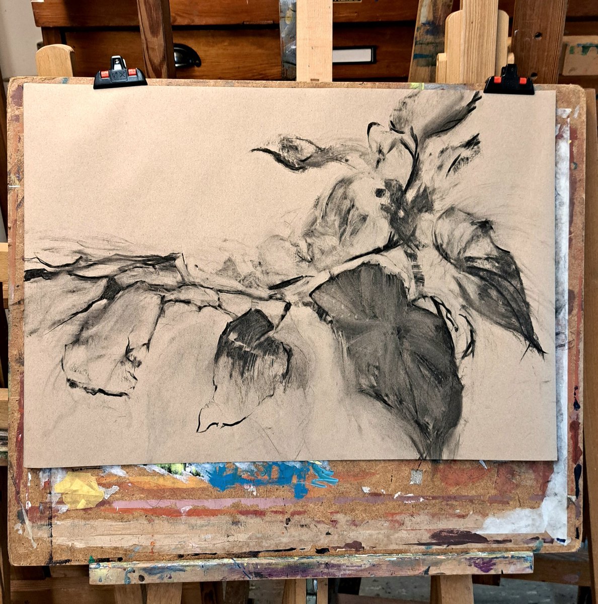 Today I drew a plant portrait