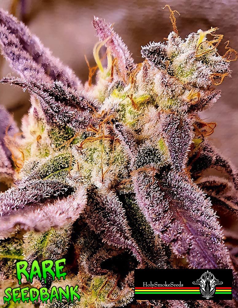 Strawberry Oreoz Female Seeds by Holy Smoke Seeds.

Now available at the <a href="/RareSeedBank/">Rare SeedBank</a>

Unleash the Power of Strawberry Oreoz! 🚀 Originating from Holy Smoke Seeds' award-winning Strawberry Diesel, this superstrain is reshaping the cannabis landscape. 🍓 More recently, her