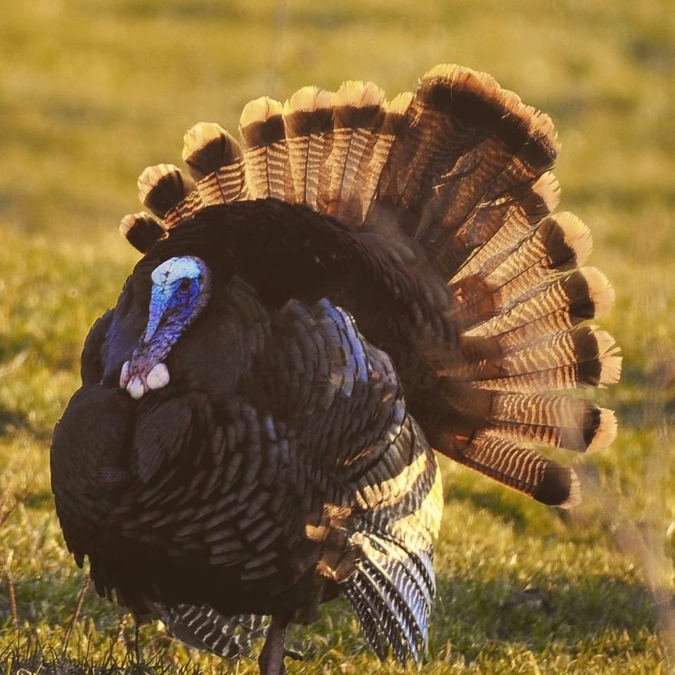 Thank you to all our farmers. The bounty we enjoy today &amp; everyday is because of the heart &amp; soul our farmers put into their work. As we spend time with family &amp; friends, we give thanks to our farmers for providing us with the finest foods in the world. Happy Thanksgiving.