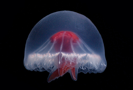 _596_'s tweet photo. フォロワーさんから
「新種の毒生物の話ある？」って聞かれたので

毒生物かわからんが
マジでつい最近見つかった新種クラゲ。

「セキジュウジクラゲ」

美しいだろ？
こいつ日本の小笠原諸島で見つかったんだぜ？

（続く１ https://t.co/NFgvsV4EwN