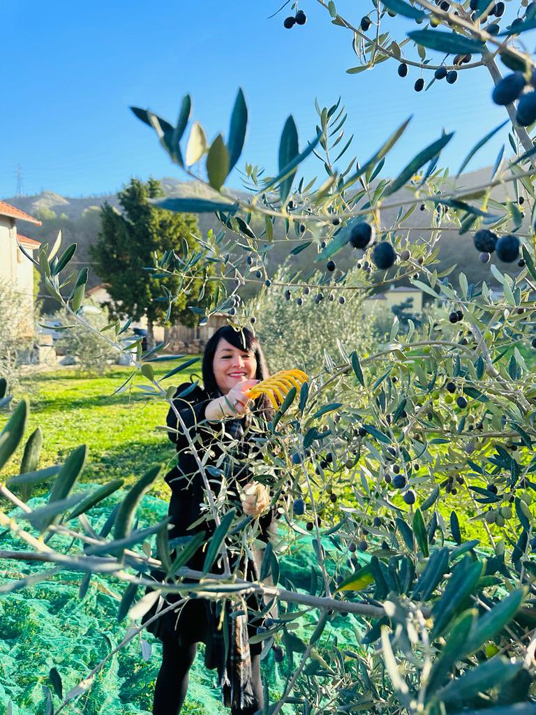 C_Dintorni's tweet photo. Ce matin j’ai souhaité être aux côtés de nos oléiculteurs pour participer au ramassage des olives. 

Merci à Rémy et Jean-Louis Cappan pour leur accueil chaleureux. 

Ensemble nous avons pu évoquer la baisse de la production de nos oliveraies qui se confirme depuis plusieurs années : -25% au niveau mondial l’an passé.

Cette pénurie va engendrer une explosion des prix qui va encore une fois se répercuter sur le consommateur.