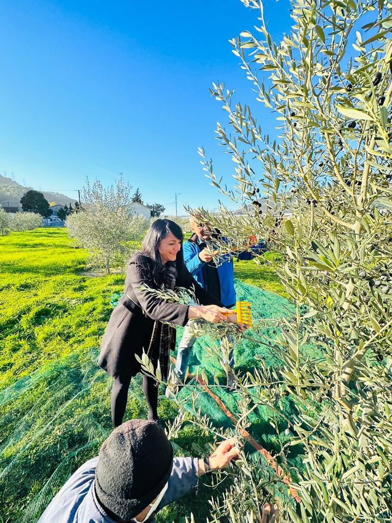 C_Dintorni's tweet photo. Ce matin j’ai souhaité être aux côtés de nos oléiculteurs pour participer au ramassage des olives. 

Merci à Rémy et Jean-Louis Cappan pour leur accueil chaleureux. 

Ensemble nous avons pu évoquer la baisse de la production de nos oliveraies qui se confirme depuis plusieurs années : -25% au niveau mondial l’an passé.

Cette pénurie va engendrer une explosion des prix qui va encore une fois se répercuter sur le consommateur.